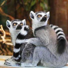 Tiere verhungern in libanesischen Zoos, weil die Wirtschaft zusammenbricht