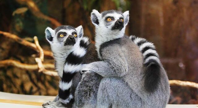 Tiere verhungern in libanesischen Zoos, weil die Wirtschaft zusammenbricht