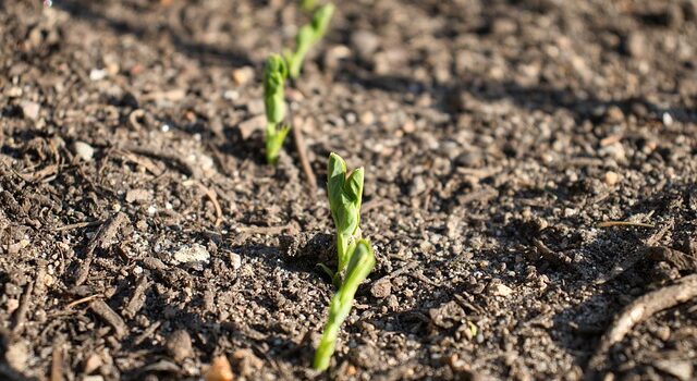 Hochbeet Tipps im Herbst » Gut vorbereitet in die kühle Jahreszeit